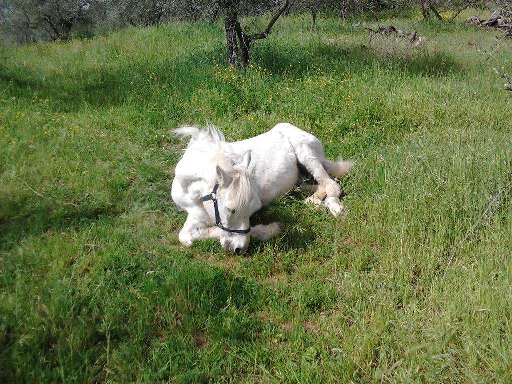 Willa Agriturismo Il Cavallone Montelupo Fiorentino Zewnętrze zdjęcie